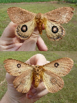 FIGURE 1j FIGURE 1j